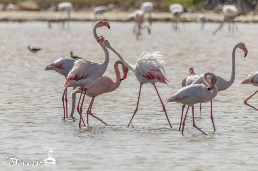 バルバテ Casa Las Marismasヴィラ エクステリア 写真